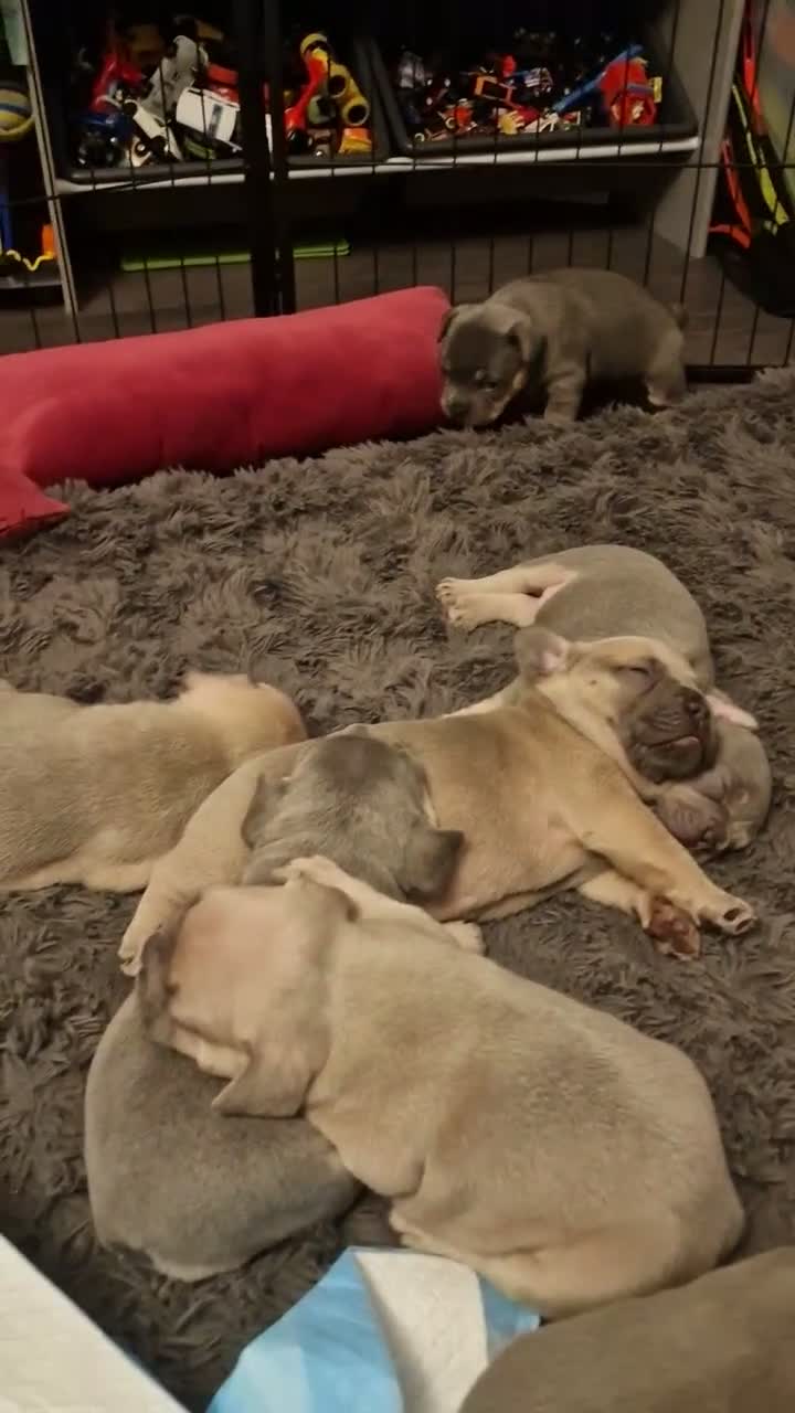 French Bulldog dogs for sale: French bulldog puppies  - Video 1