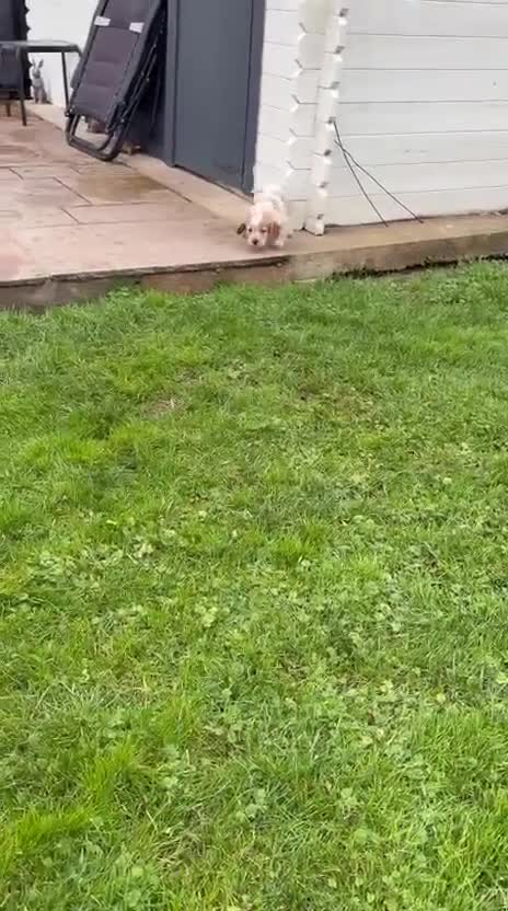 Cocker Spaniel dogs for sale: Cocker spaniels - Video 2