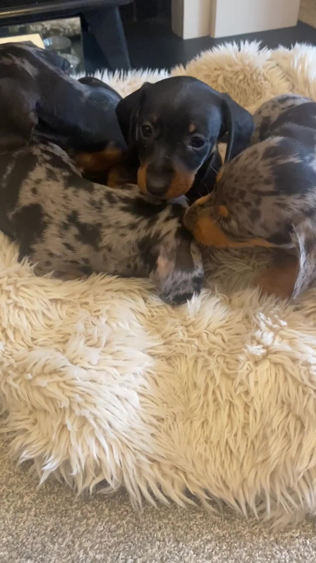 Miniature Dachshund dogs for sale:  KC Reg Miniature Dachshund Puppies - Video 1