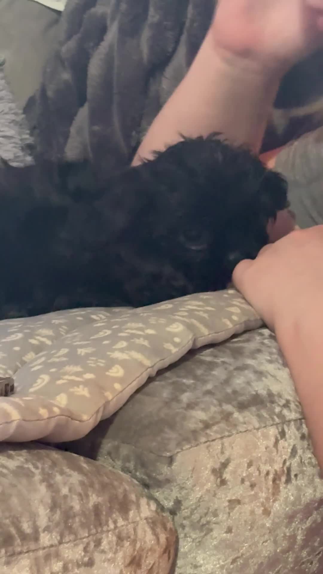 Shih Tzu dogs for sale: Last Boy Ready Now KC & DNA Health Tested - Video 1