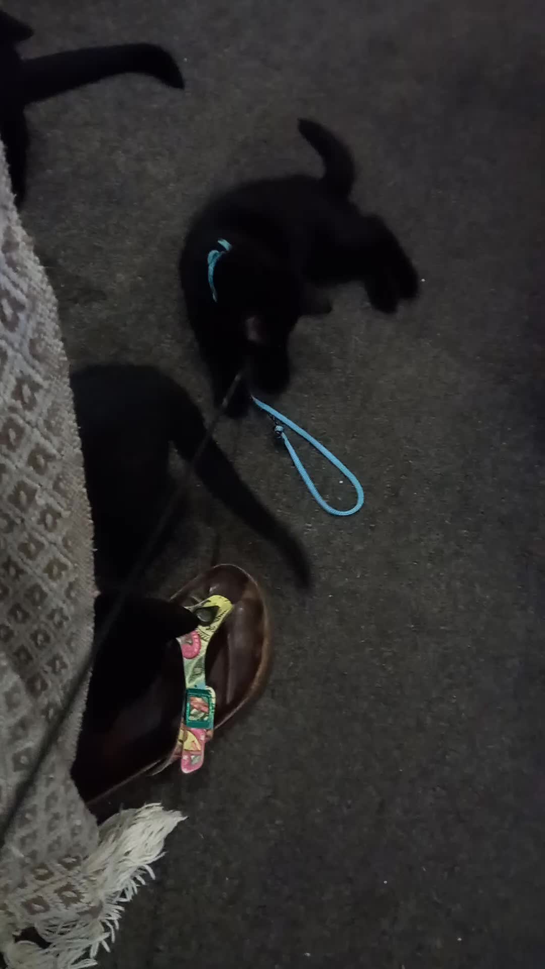 Domestic Shorthair cats for sale: 3 beautiful cuddley crazy kittens looking for you! - Video 3