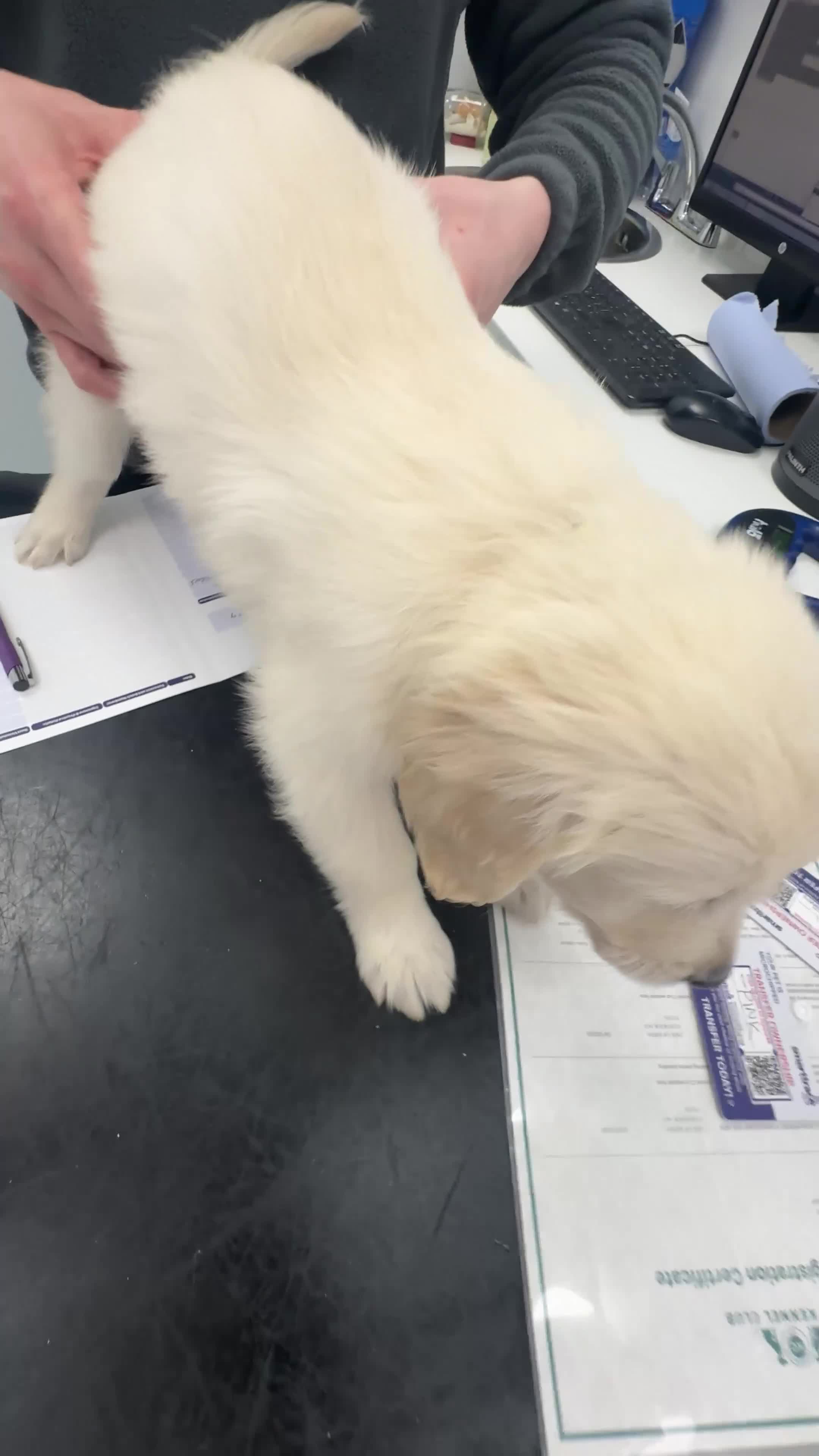 Golden Retriever dogs for sale: Champion line-KC Reg. Golden Retriever Puppies💖💙 - Video 3