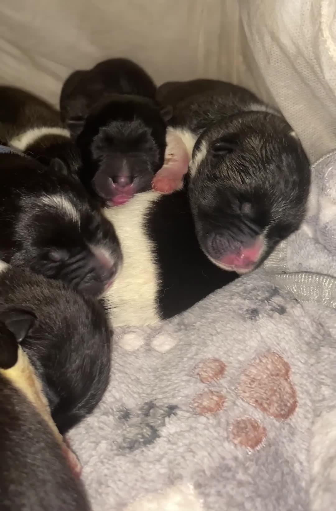 Akita dogs for sale: American Akita Puppies 9 boys 2 girls  - Video 1