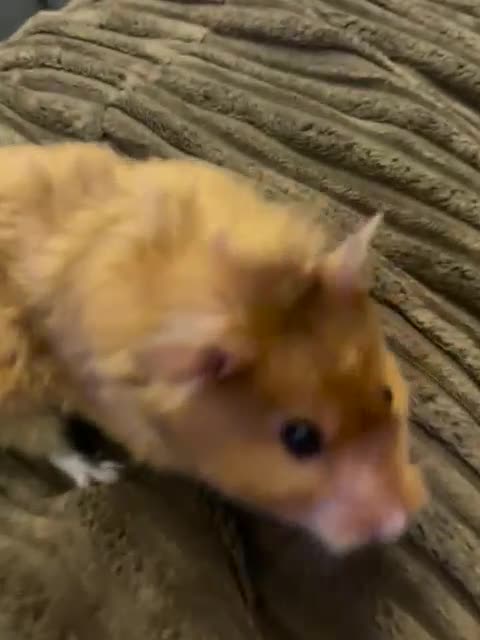 Hamster rodents for sale: Friendly female Syrian hamster with wooden set up in Manchester - Video 1