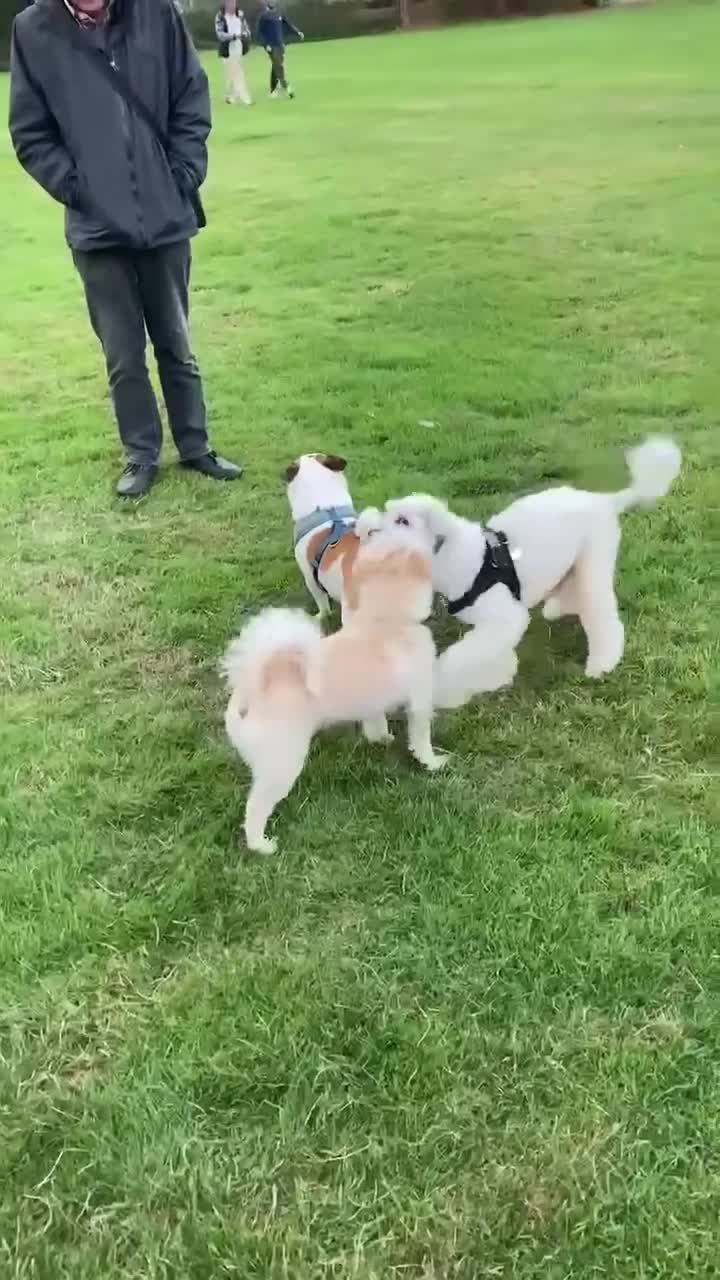 Mixed Breed dogs for adoption: MURPHY - 4.5 years old, Male, Terrier Mix in Northampton - Video 2