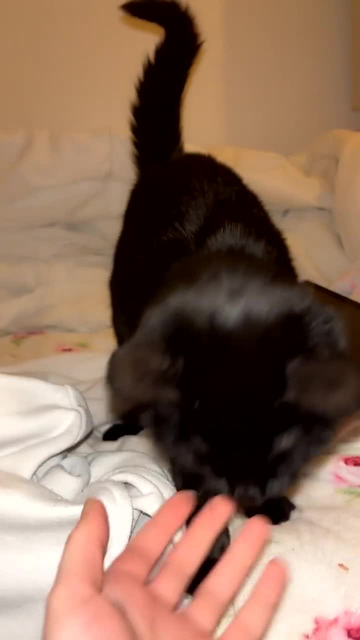 Mixed Breed cats for sale: Male mixed older kitten  - Video 1