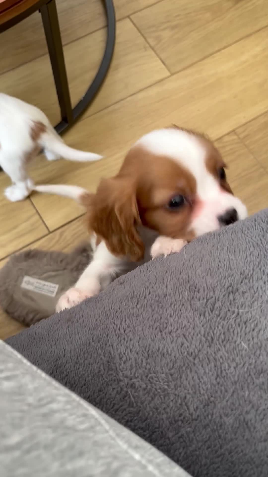 Cavalier King Charles Spaniel dogs for sale: Two boys looking for their new homes  - Video 1