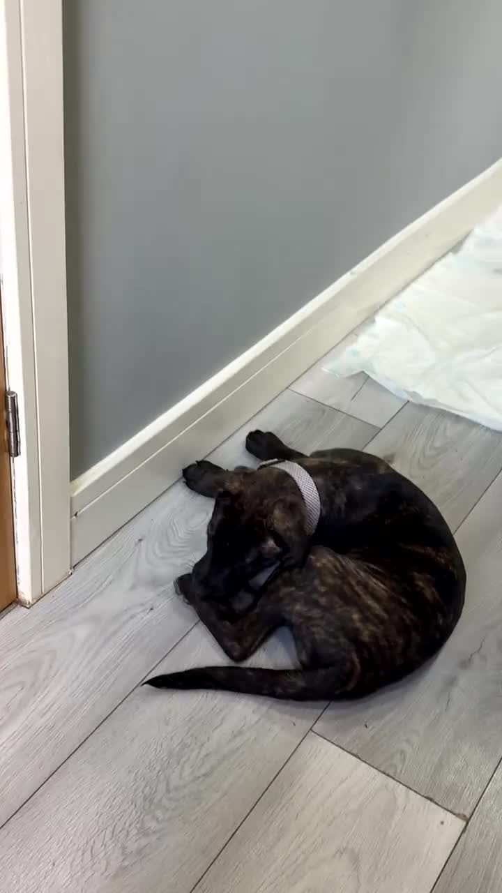Mixed Breed dogs for sale: DUTCH SHEPARD X STAFFY PUP in Birmingham - Video 1