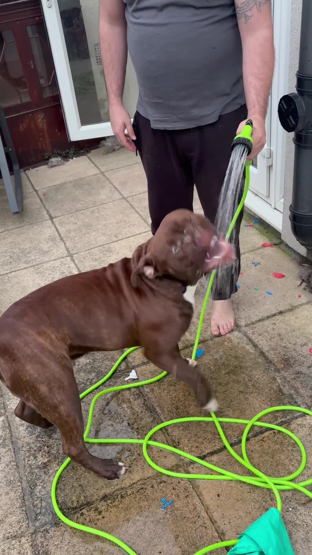 Mixed Breed dogs for sale: Woody  - Video 2