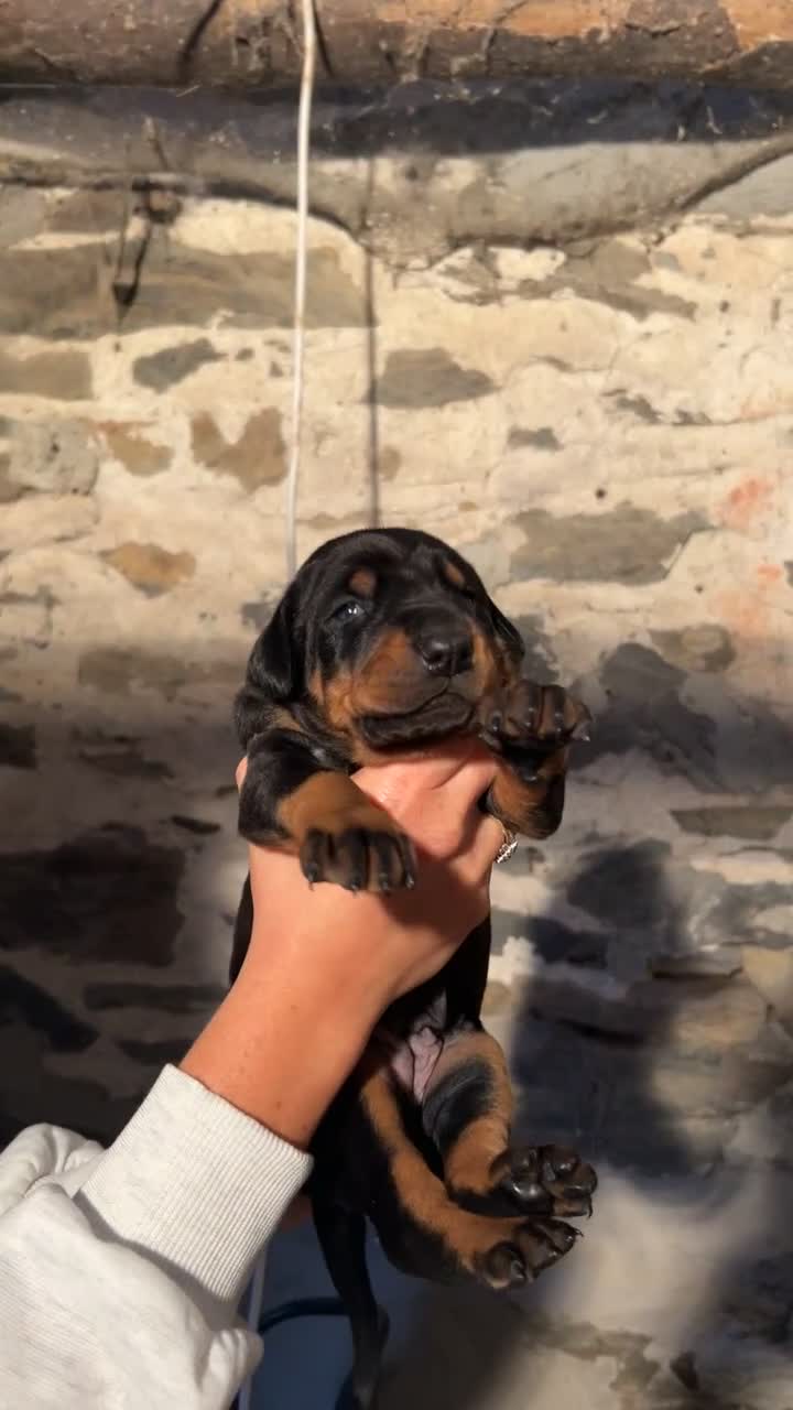 Dobermann dogs for sale: !! 1 FAWN MALE LEFT!! Dobermann puppies for sale  - Video 3