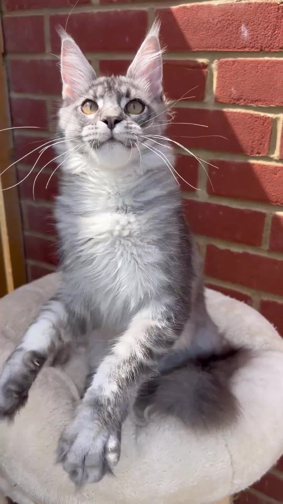 Maine Coon cats for sale: Active TICA registered Maine Coon female girl nice - Video 1