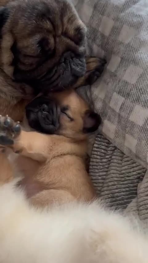 Mixed Breed dogs for sale: Pug Puppy  - Video 2