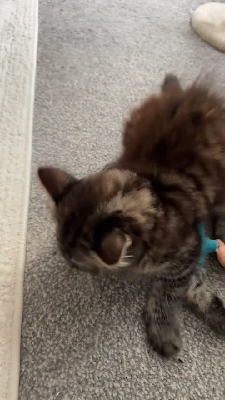 Mixed Breed cats for sale: One female kitten left  - Video 1