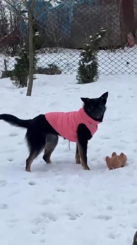 Mixed Breed dogs for adoption: ❤️ADELE❤️11-month lower-medium soft natured girl - Video 2