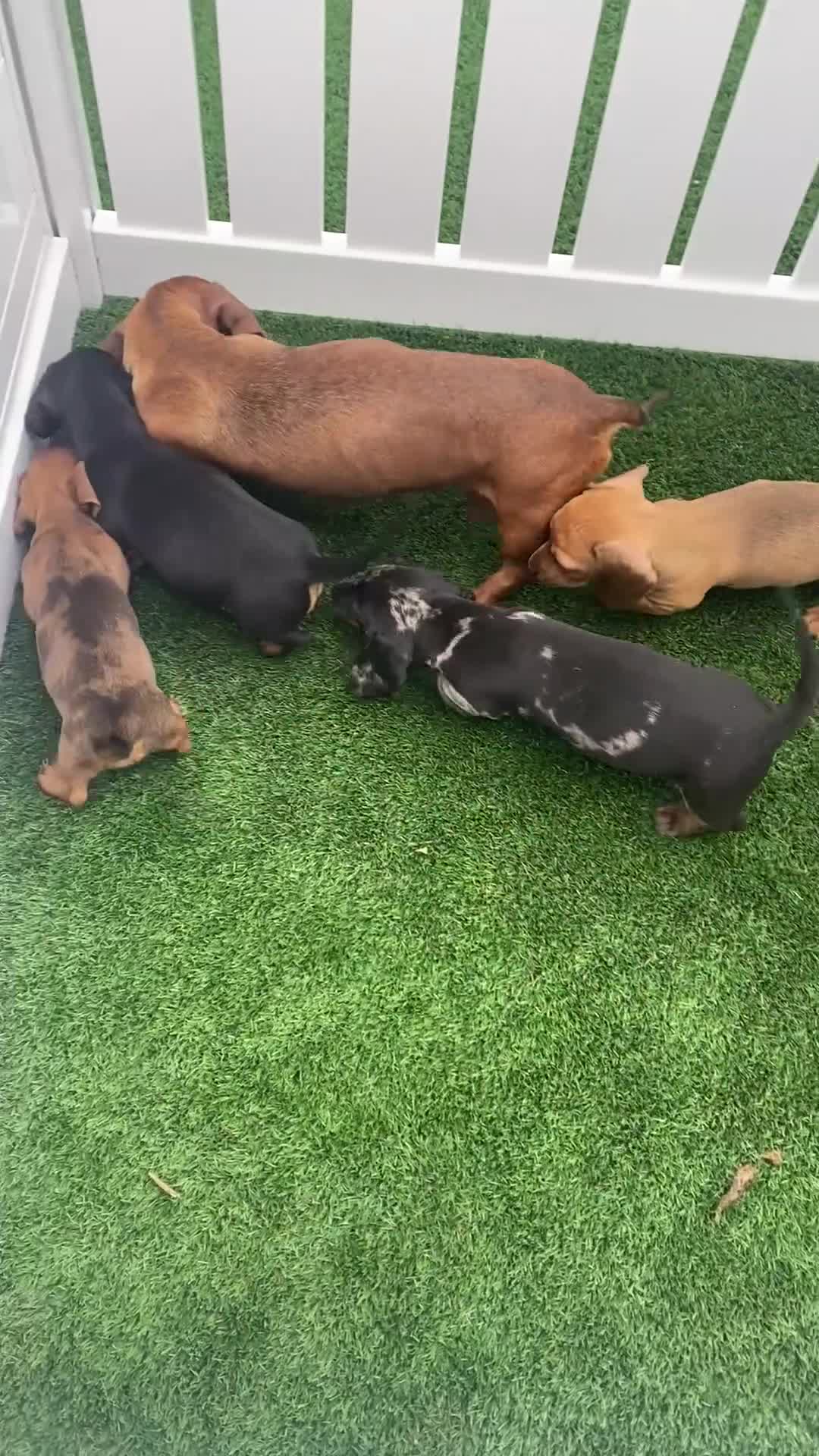 Miniature Dachshund dogs for sale: 4 adorable miniature dachshund puppies  - Video 1