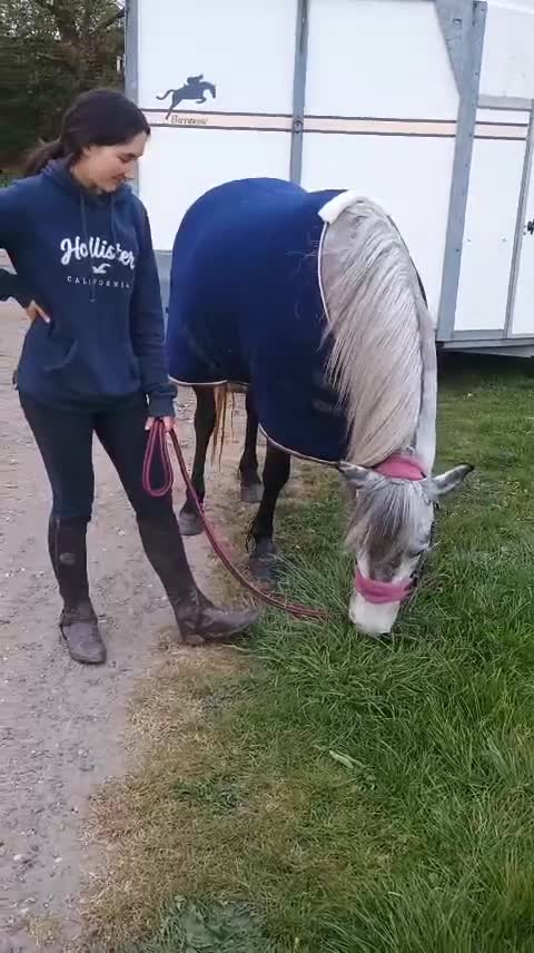 Dartmoor horses for sale: Winter Merry legs - perfect pony club pony - Video 4