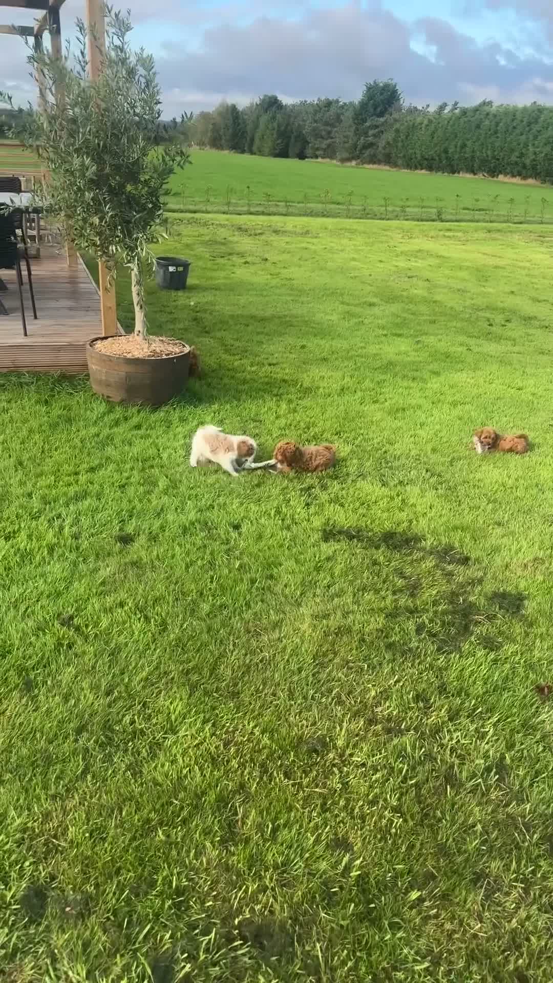 Cavapoo dogs for sale: Available TODAY ❤️ F1b Cavapoo Puppies  - Video 2