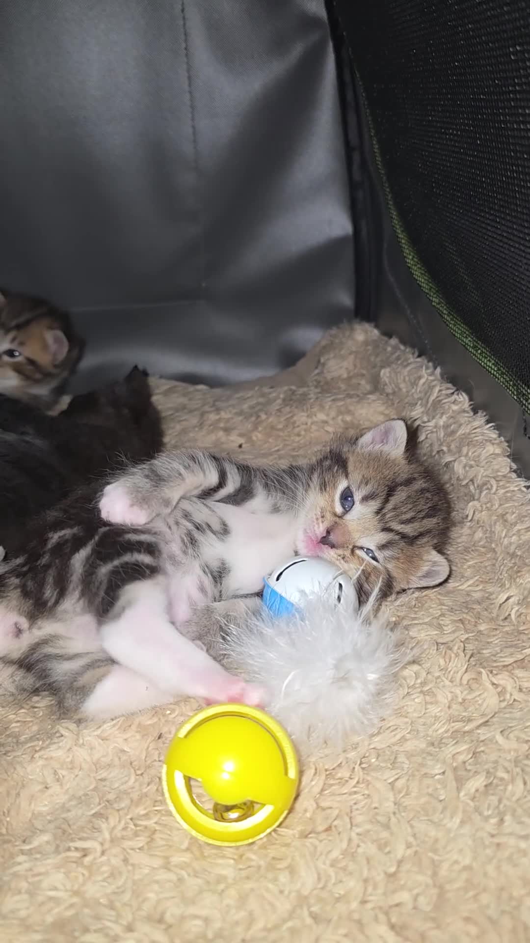 Ragdoll cats for sale: Ragdoll cross kittens for sale in Bolton - Video 2