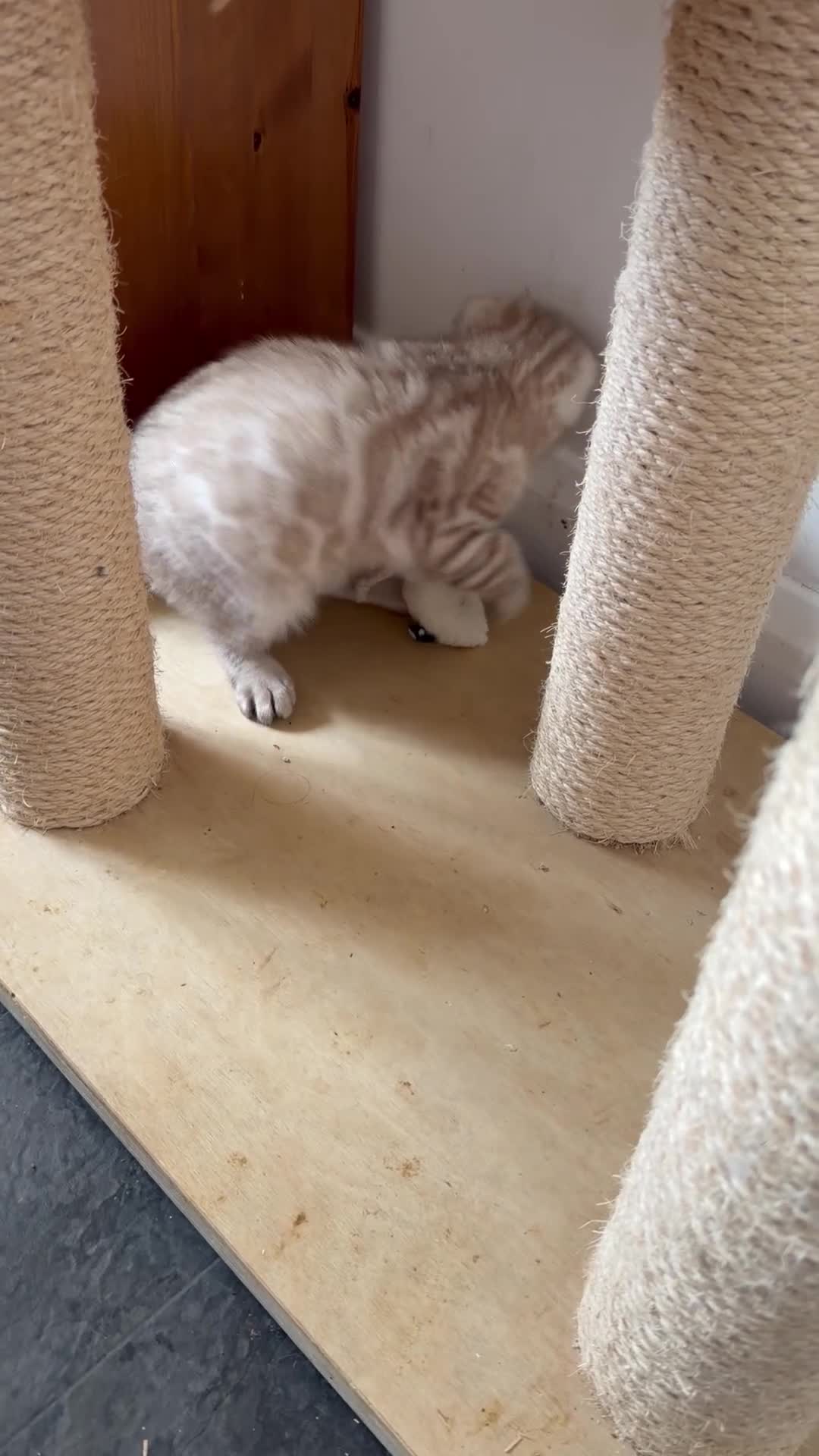 Bengal cats for sale: Albino & Snow Lynx Bengal Kittens, TICA Regs - Video 3