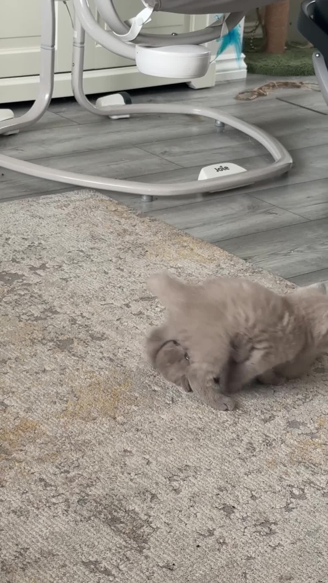 British Shorthair cats for sale: Lilac British shorthair GCCF registered - Video 2