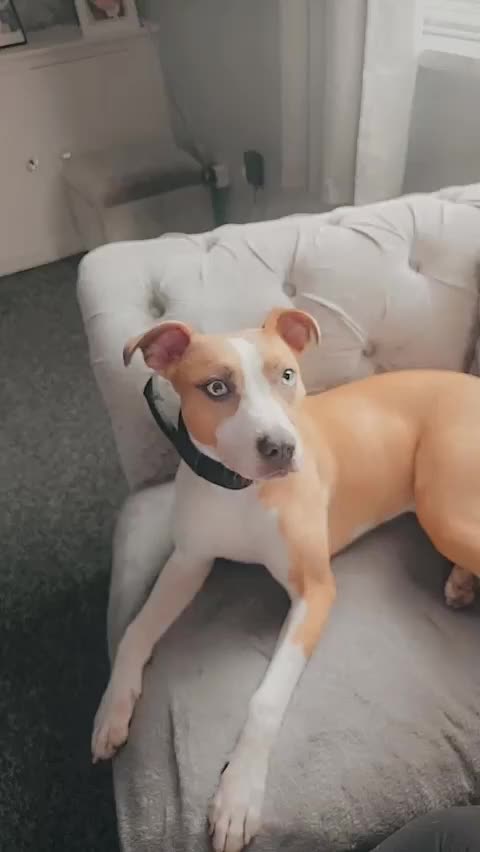 Lurcher dogs for sale: Collie bull greyhound  in Preston - Video 1