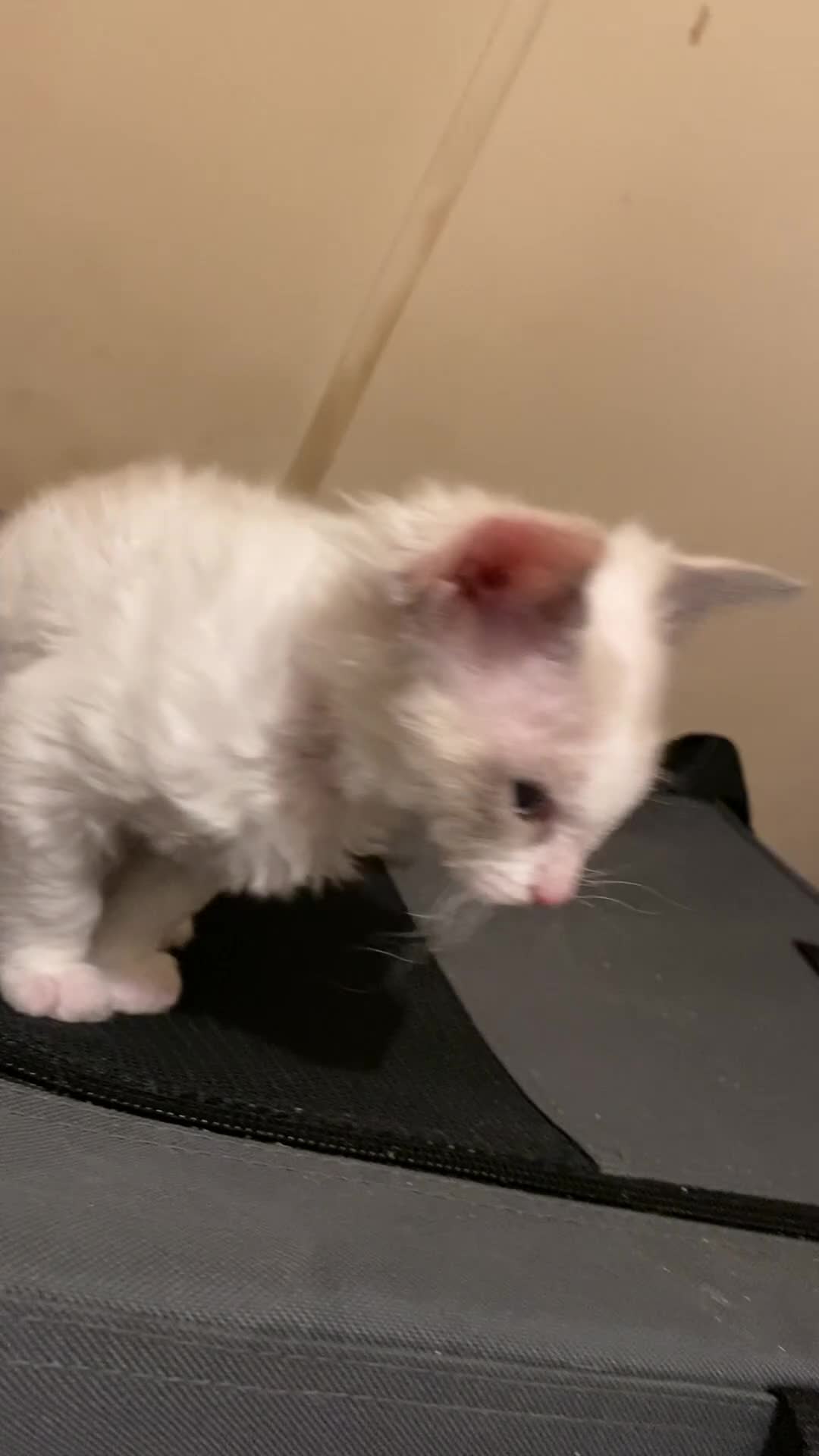 Sphynx cats for sale: Sphynx kittens 😍🥰🥰 - Video 2