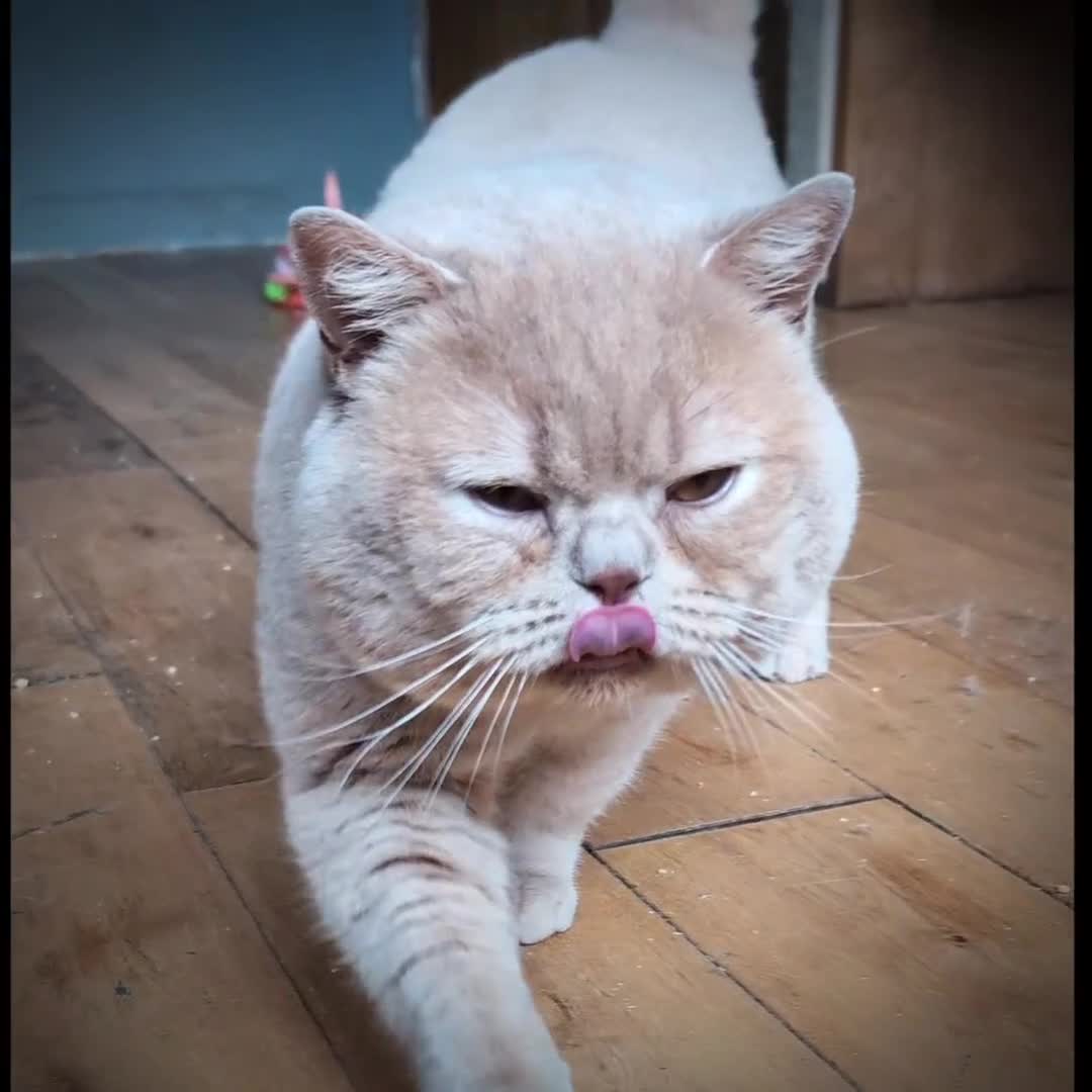 British Shorthair cats for stud: 💦CREAM ‼️ MUSCULAR🩸Blood B❣️GCCF & TICA 💙STUD  - Video 1