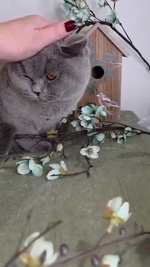 British Shorthair cats for sale: CHAMPION SIRED GCCF REG BSH BLUE ADOLECENT CAT  - Video 1