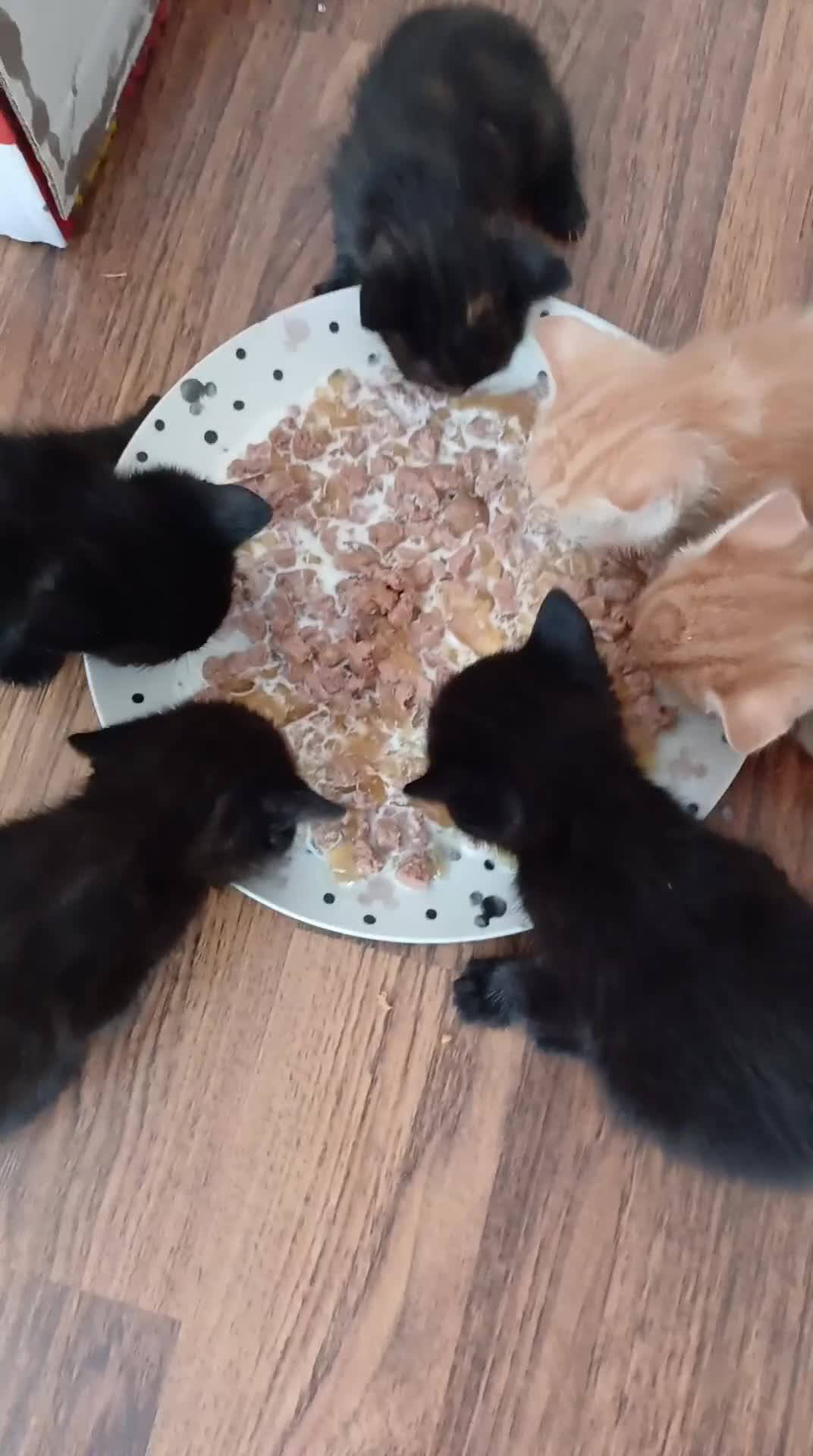 Mixed Breed cats for sale: Six beautiful kittens for sale. - Video 2