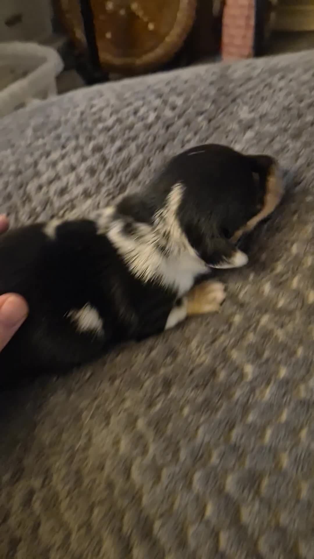 Miniature Dachshund dogs for sale: X3 lovely miniature dachshund pups - Video 4