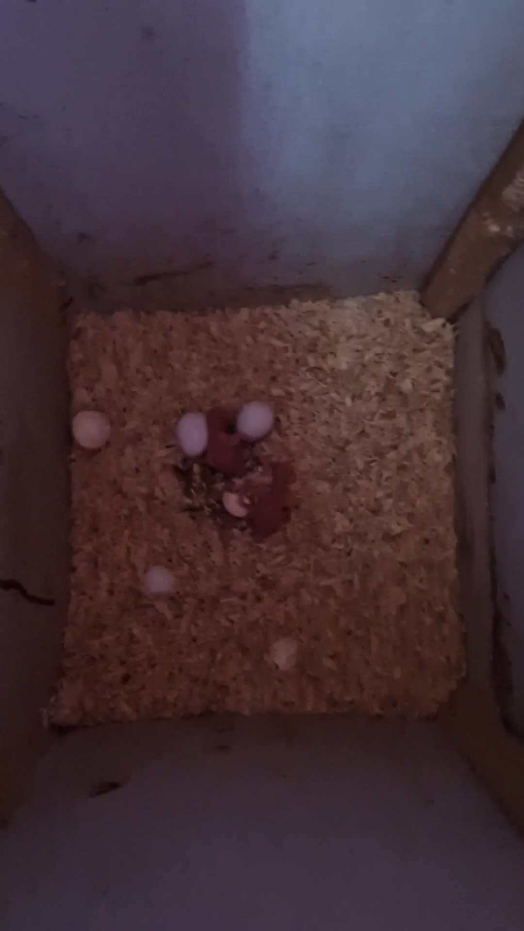 Parrots birds for sale: Indian ringnecks for sale  - Video 1