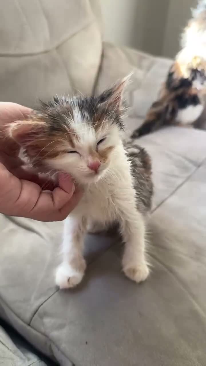 Mixed Breed cats for sale: 2x free female kittens mixed breed - Video 2