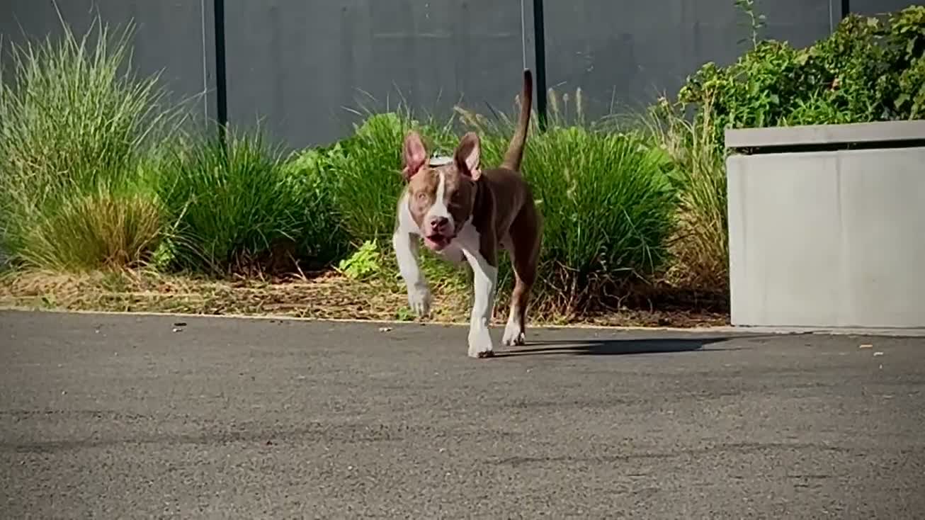 American Bully dogs for sale: Pet for home, 6months old pocket - Video 1