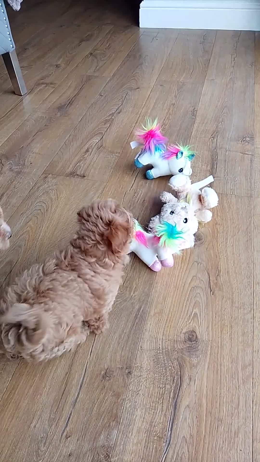 Maltipoo dogs for sale: F1 health tested toy (Asian) maltipoos🩷🩷 - Video 1