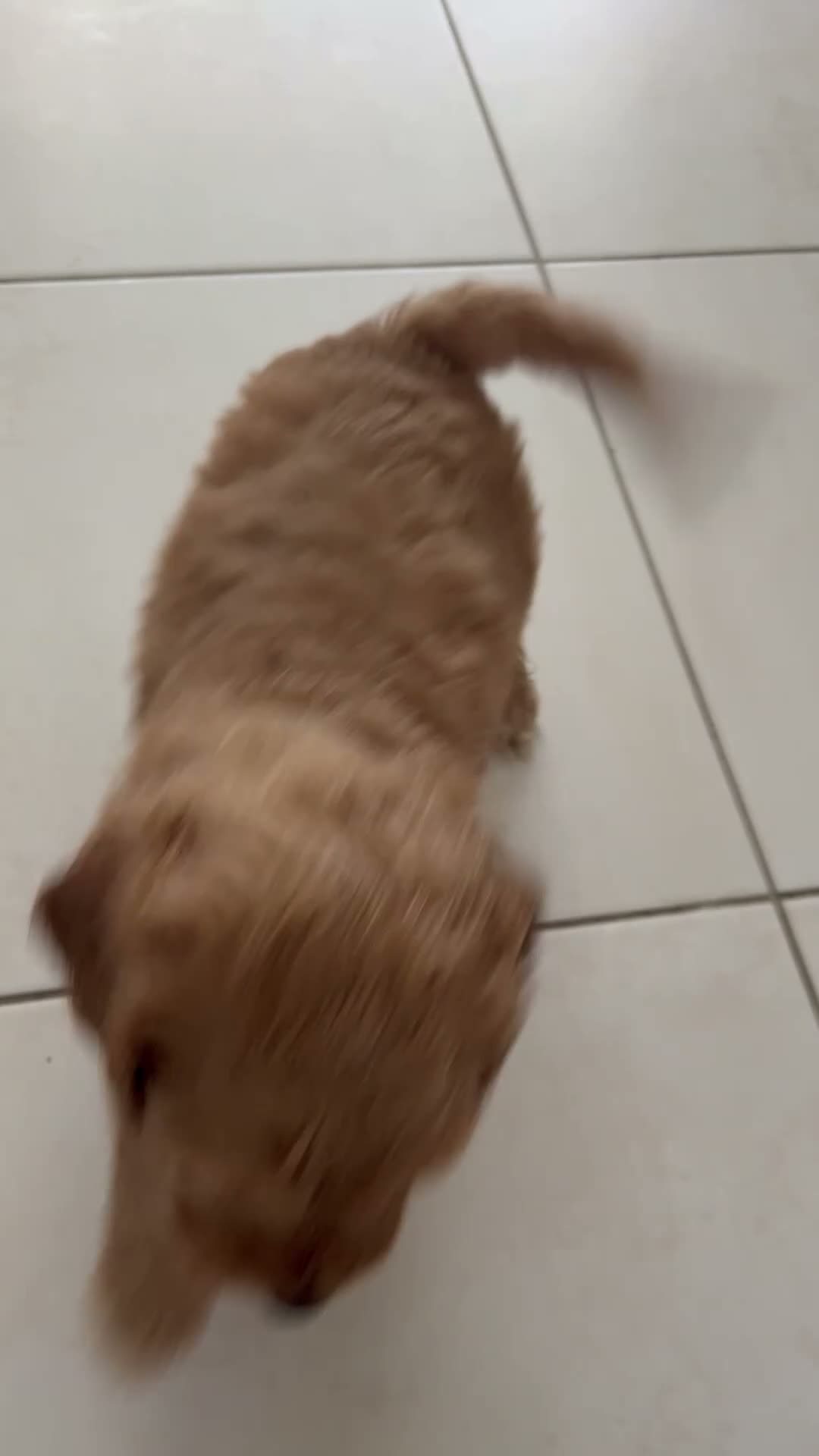 Australian Labradoodle dogs for sale: Australian labradoodle  - Video 1
