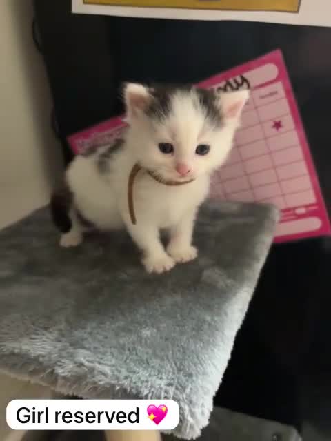 Mixed Breed cats for sale: Only 3 males left mum is Siamese  - Video 5