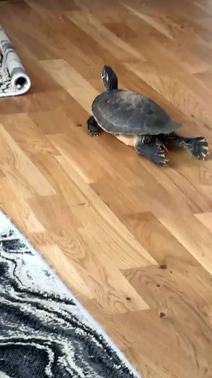 Turtle reptiles for sale: Ricco the turtle  - Video 1