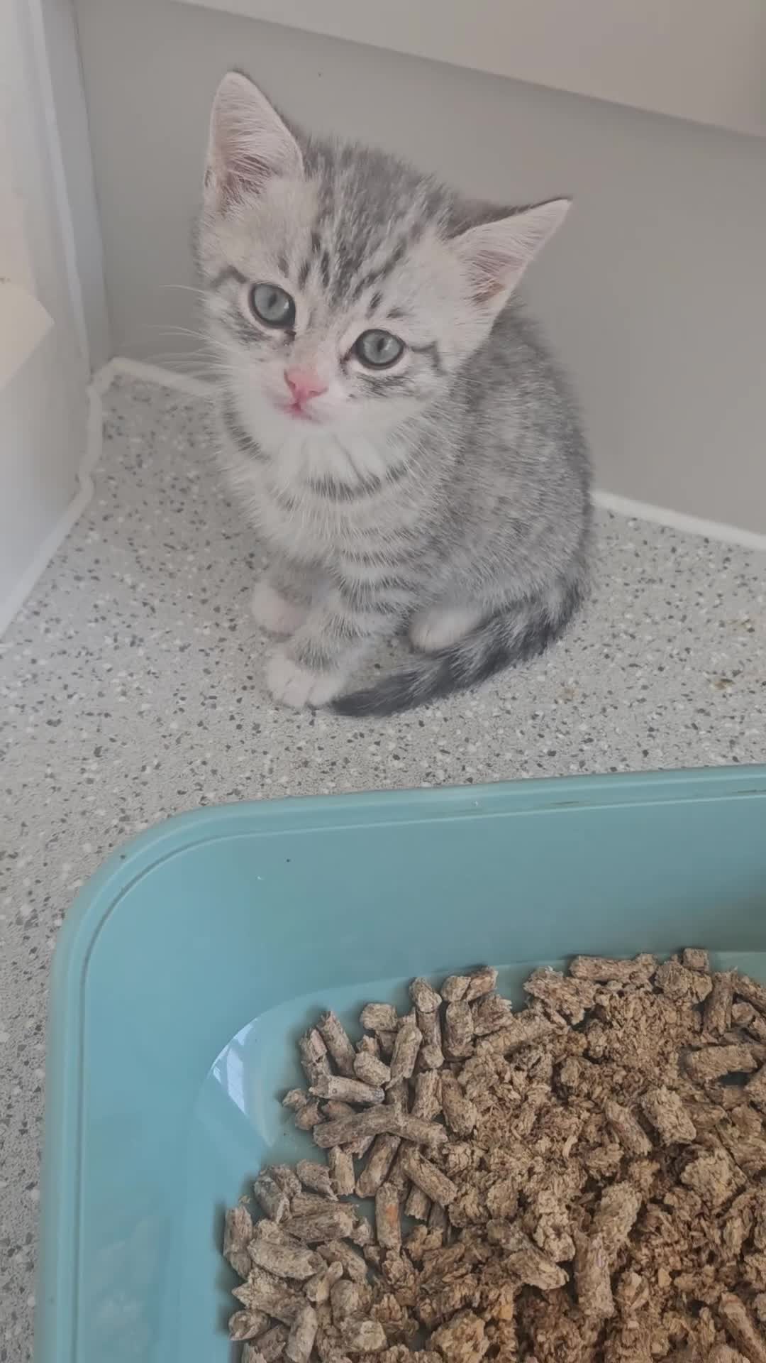 British Shorthair cats for sale: Lovely little British short haired kittens  - Video 1
