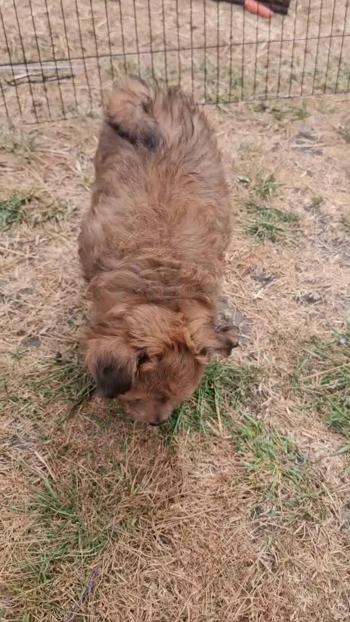 Pomapoo dogs for sale: Fluffy Pomapoos LITTLE BOY 💛 - Video 3