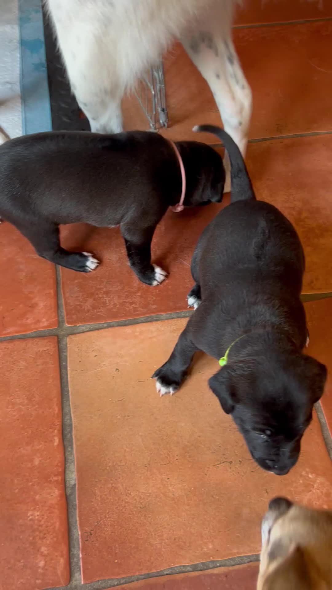 Mixed Breed dogs for sale: Rhodesian Ridgeback X Canaan Dog Puppies  - Video 3