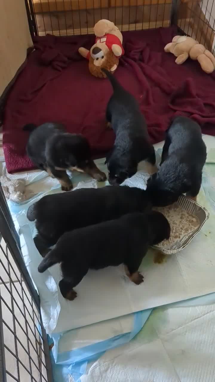 Mixed Breed dogs for sale: Rottweiler x German Shepard protection puppies in Atherstone - Video 2