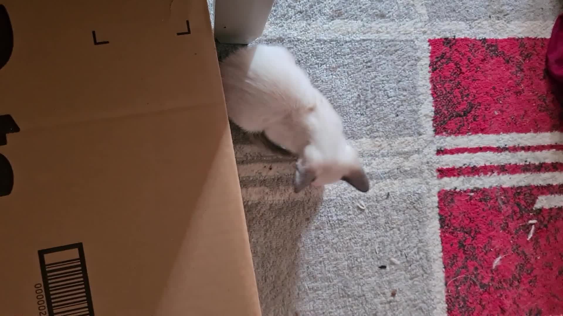 Siamese cats for sale: GCCF Registered Seal Point Boys - Video 3