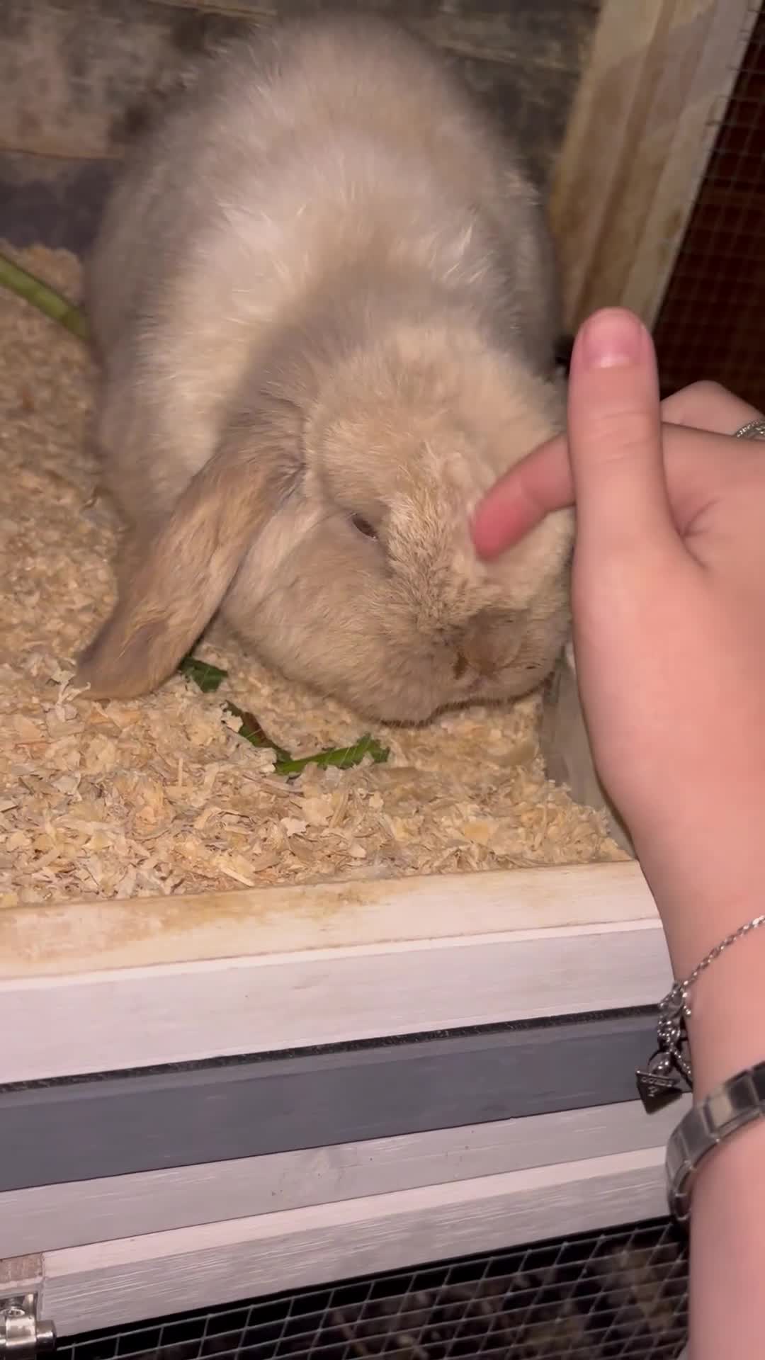 Dwarf Lop rabbits for sale: Thumper  - Video 1