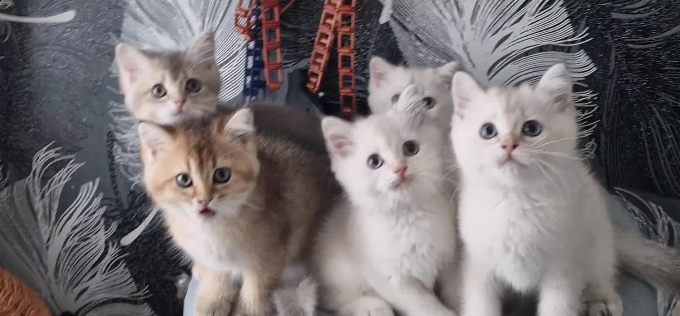 British Shorthair cats for sale: British shorthair kittens  - Video 1