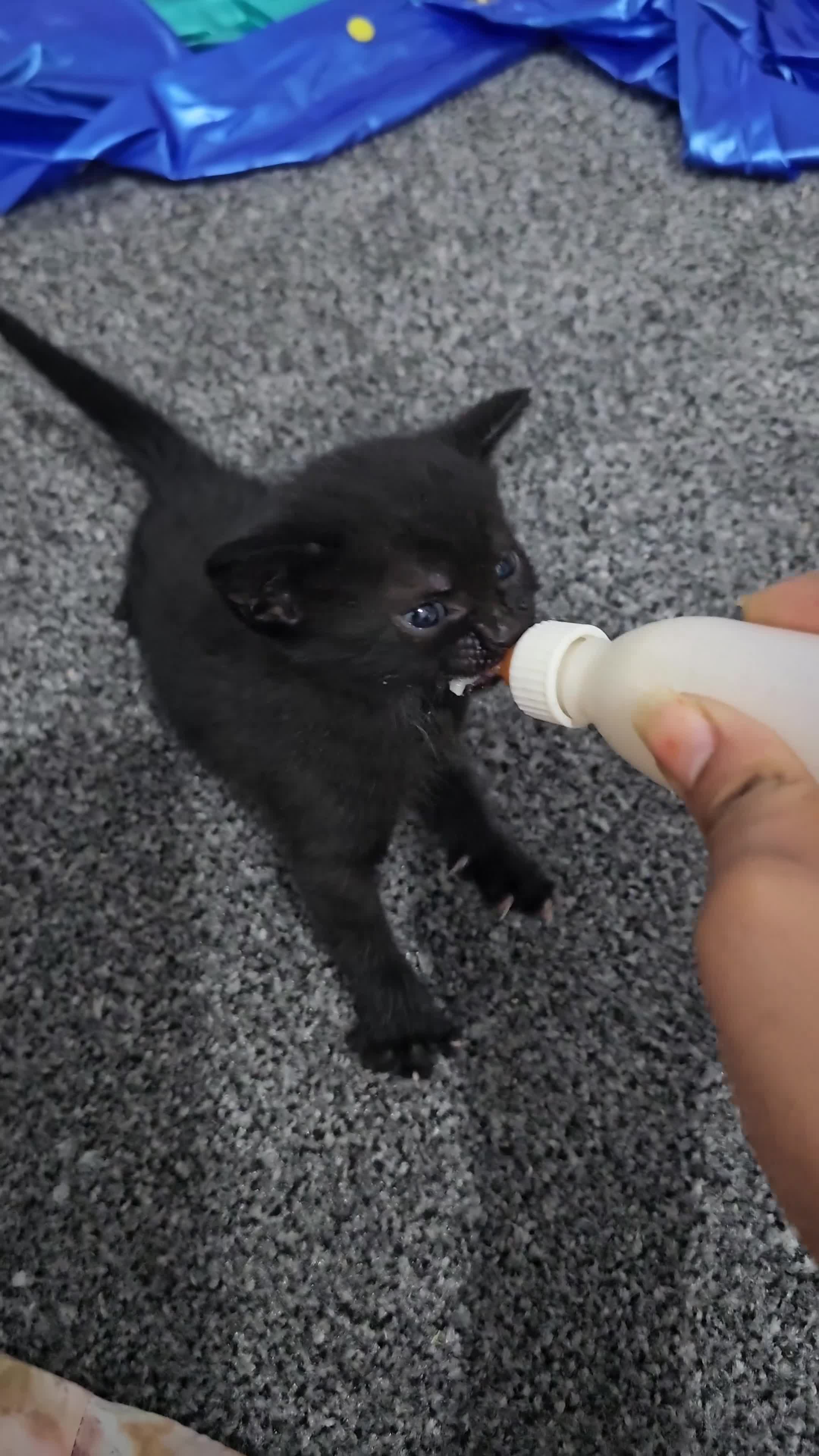 Domestic Shorthair cats for sale: Kittens for sale  in Ilford - Video 3
