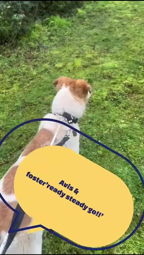 Mixed Breed dogs for adoption: Avis- 20 months - Available Devon area 🇬🇧🇬🇧 in Brixham - Video 1