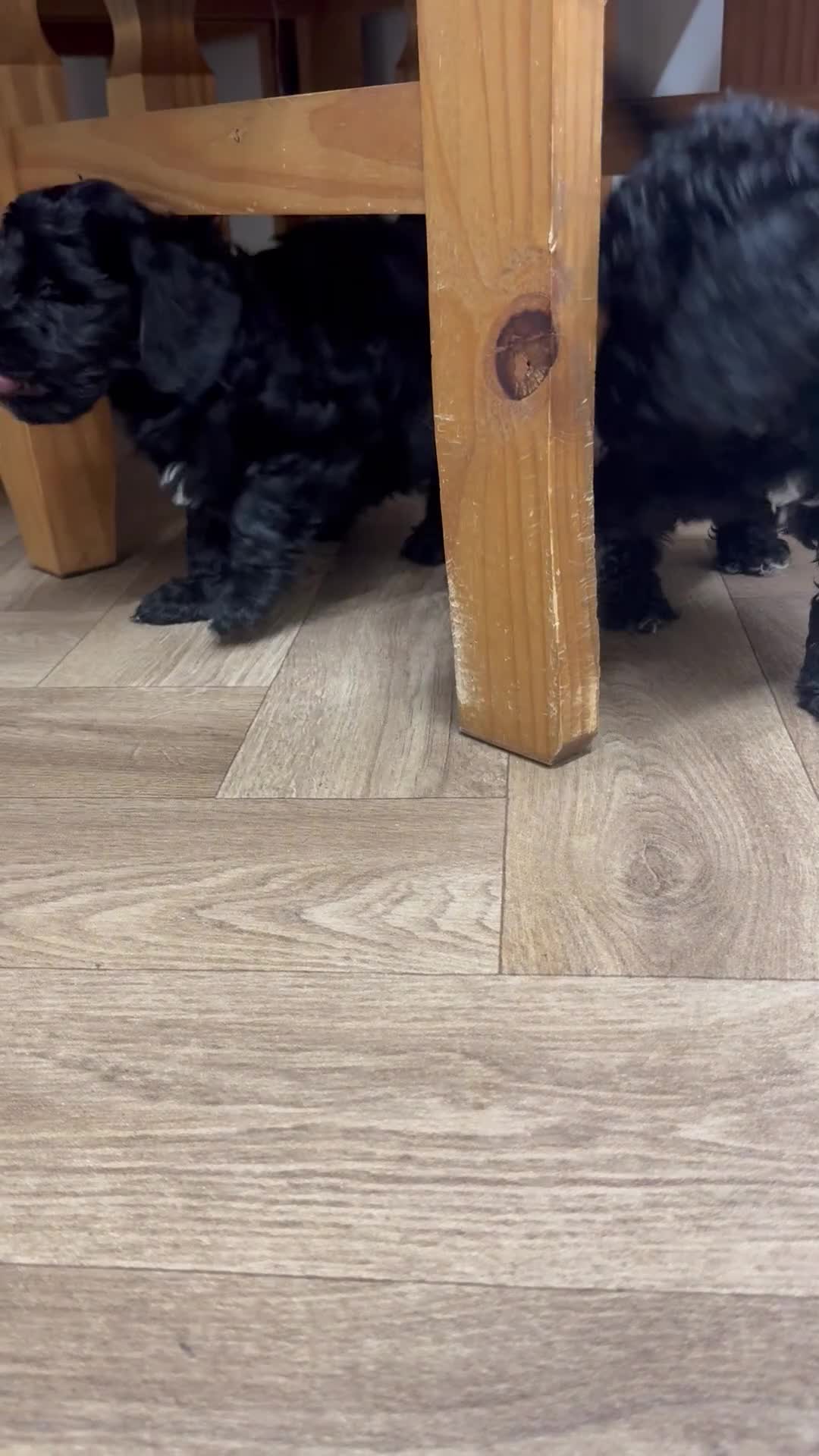 Cockapoo dogs for sale: Gorgeous cockapoo puppies - Video 2
