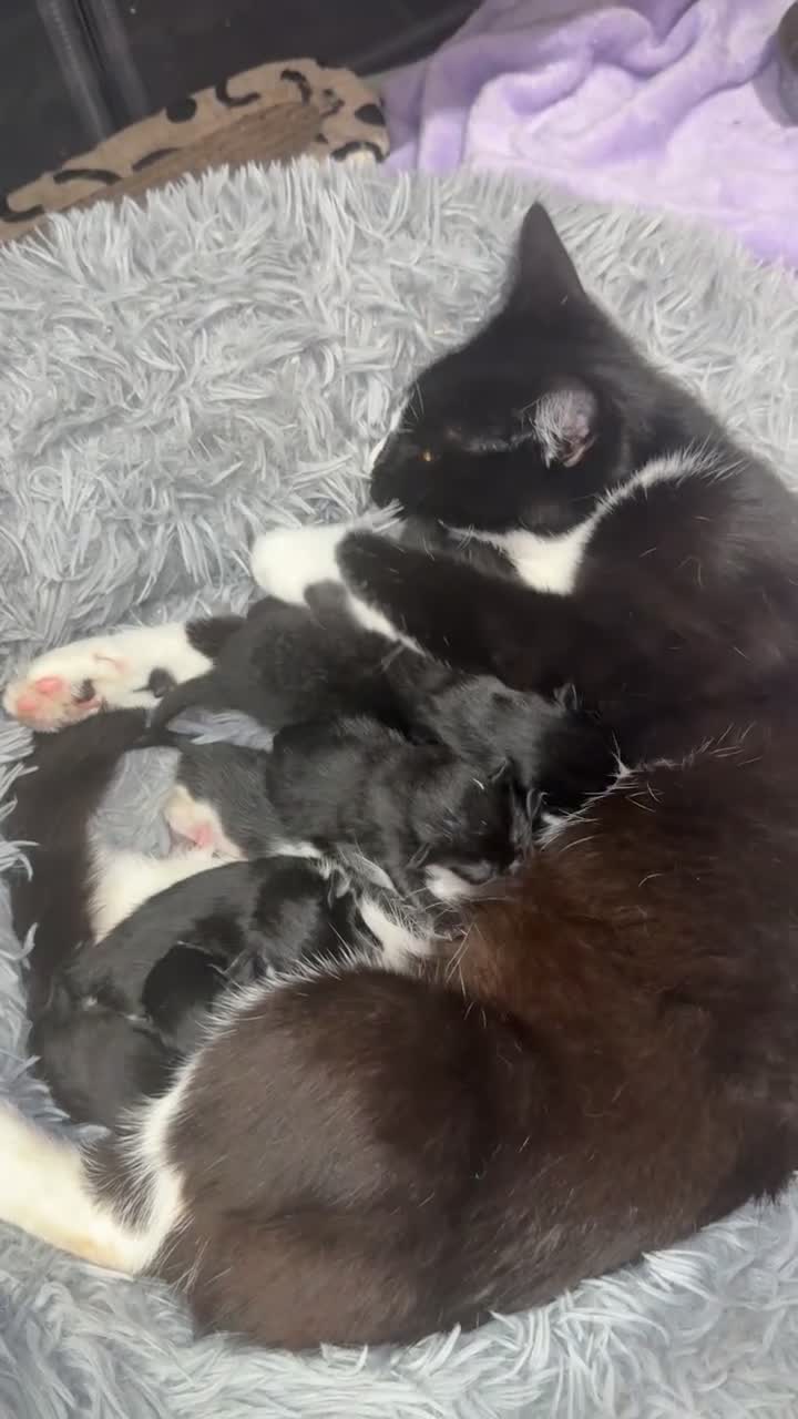 Mixed Breed cats for sale: 6 Beautiful Kittens  - Video 1