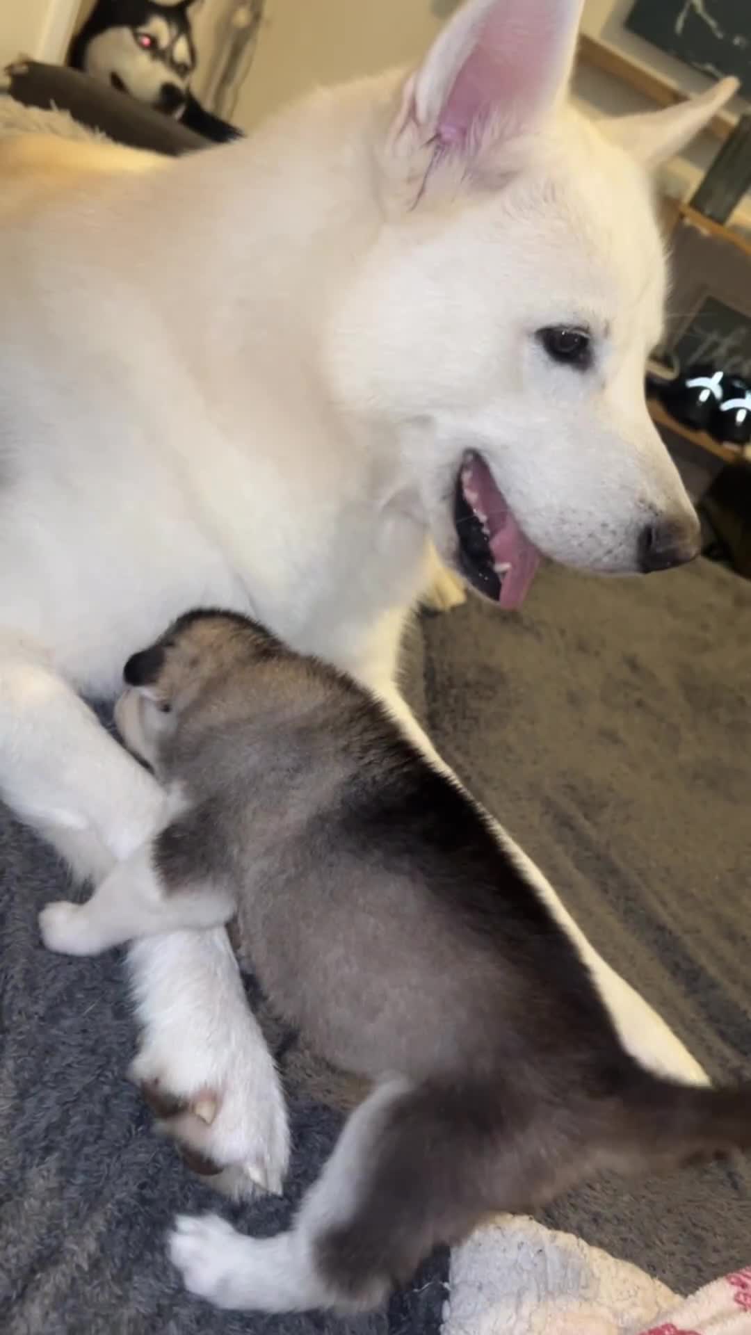 Siberian Husky dogs for sale: Pure siberian husky puppies ❤️1PUPS LEFT❤️ in Coalville - Video 1