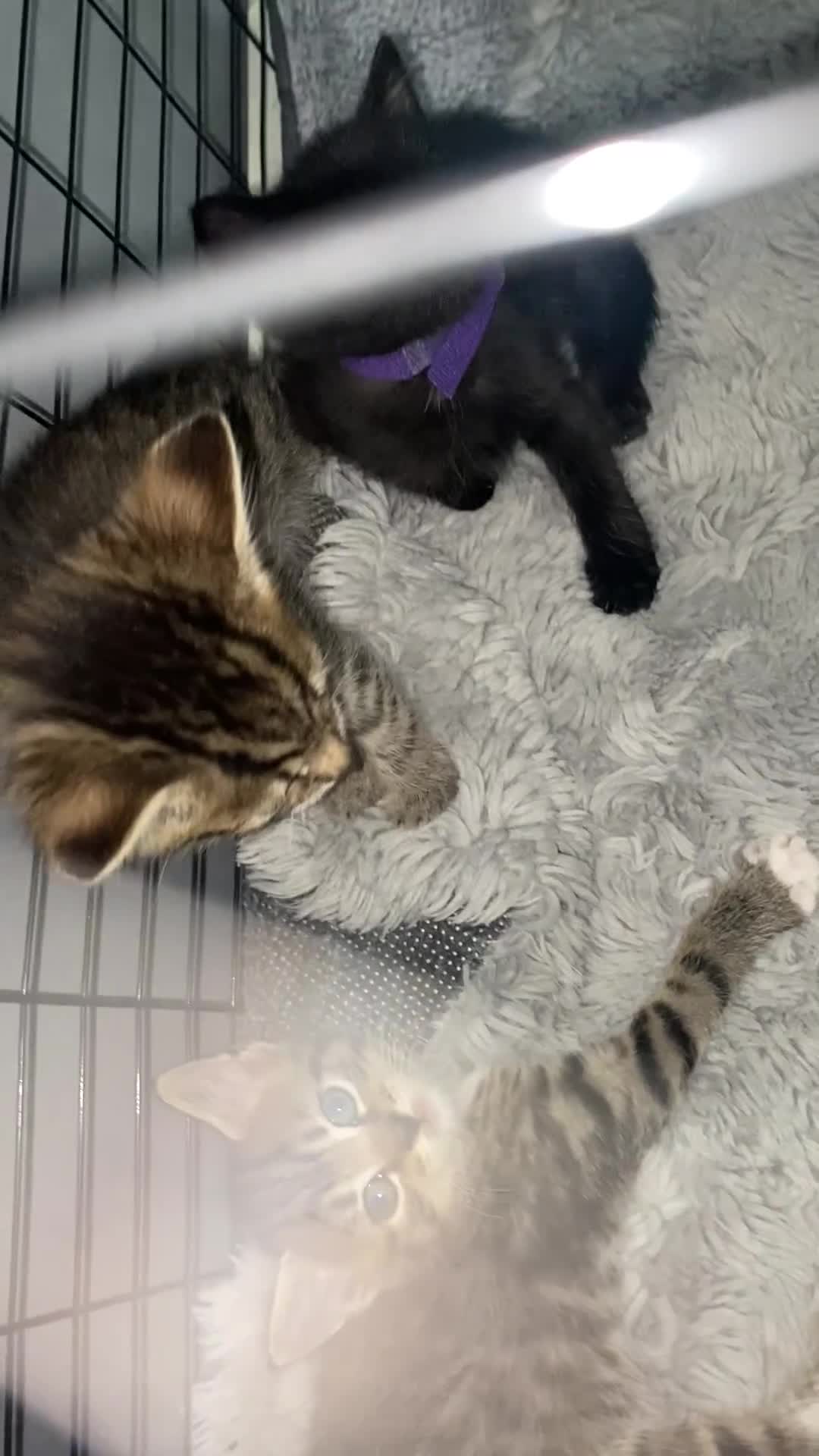 Bengal cats for sale: Litter of five stunning bengal/tabby mix kittens  - Video 1